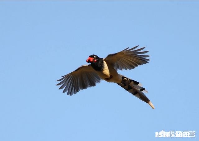 用100-400拍鸟，80d不用增倍镜，5d3使用1.4X增倍镜，哪个画质好一些有哪些经验分享