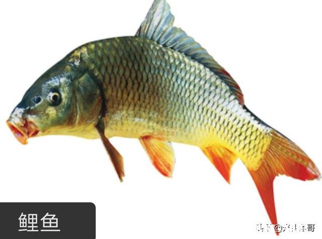 货车拉鱼，马上夏天，带增氧泵为什么鲫鱼还是死