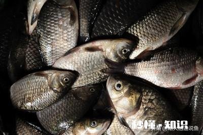 货车拉鱼，马上夏天，带增氧泵为什么鲫鱼还是死