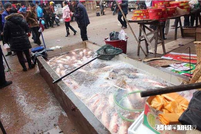 货车拉鱼，马上夏天，带增氧泵为什么鲫鱼还是死