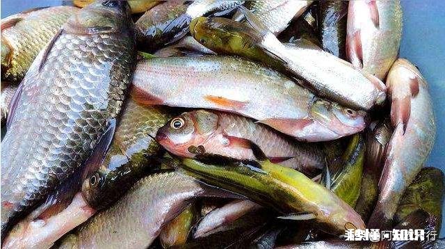 货车拉鱼，马上夏天，带增氧泵为什么鲫鱼还是死