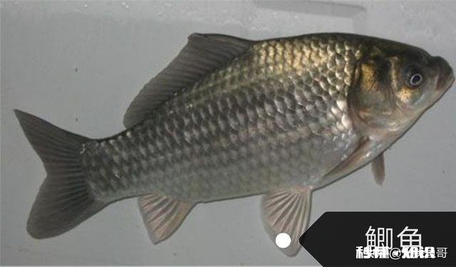 货车拉鱼，马上夏天，带增氧泵为什么鲫鱼还是死