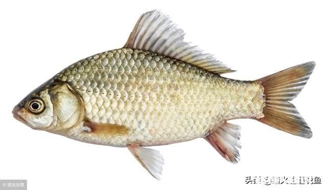 货车拉鱼，马上夏天，带增氧泵为什么鲫鱼还是死