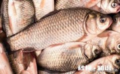 货车拉鱼，马上夏天，带增氧泵为什么鲫鱼还是死