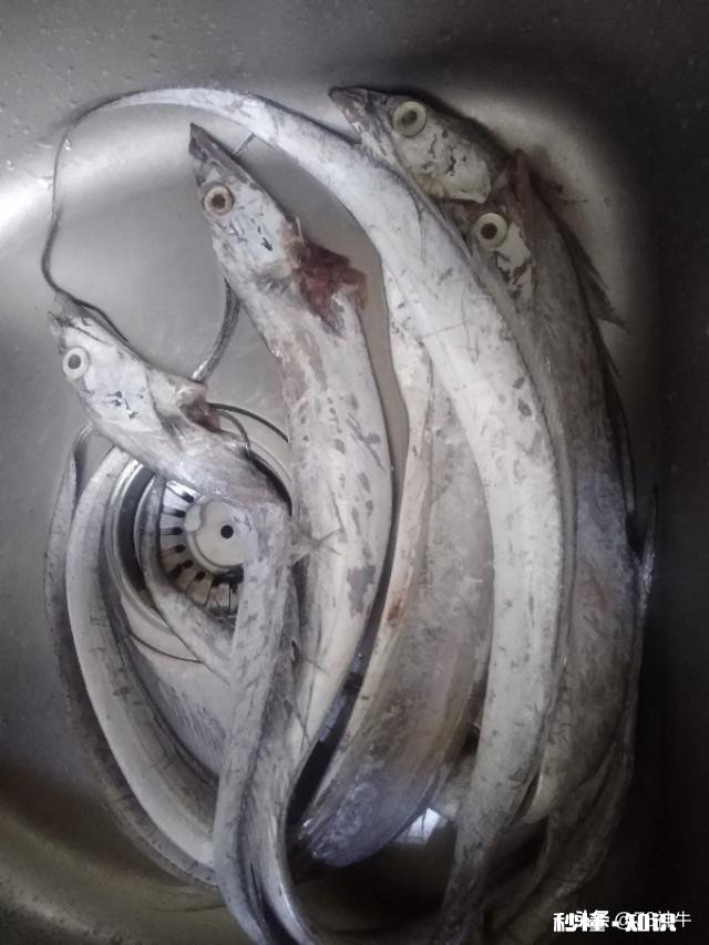 休渔期，市场新鲜又便宜的海鱼你会买吗