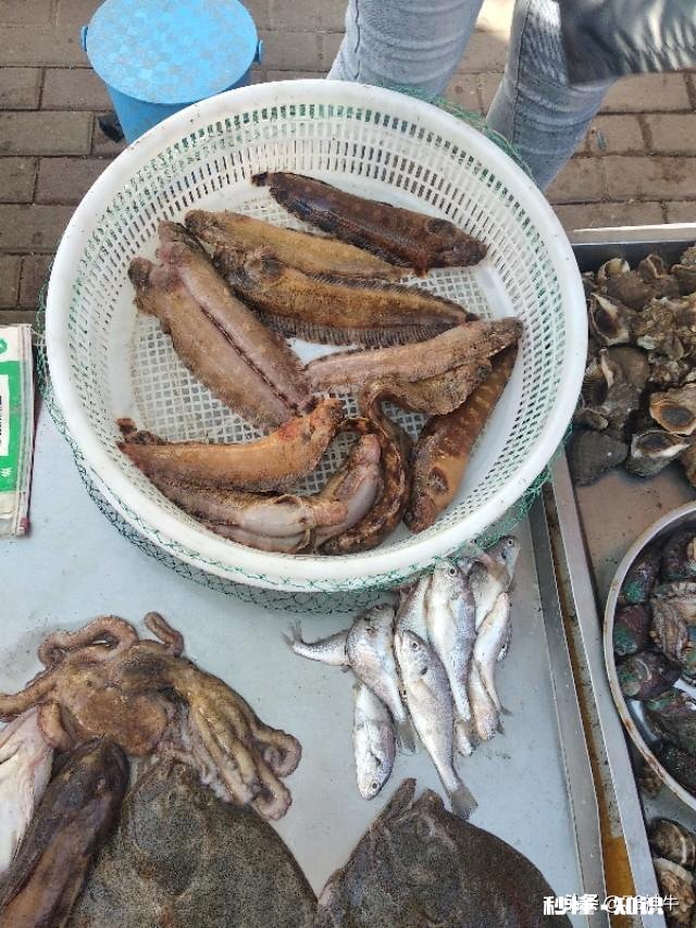 休渔期，市场新鲜又便宜的海鱼你会买吗