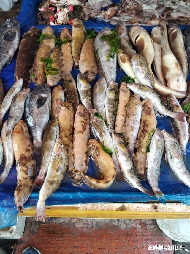 休渔期，市场新鲜又便宜的海鱼你会买吗