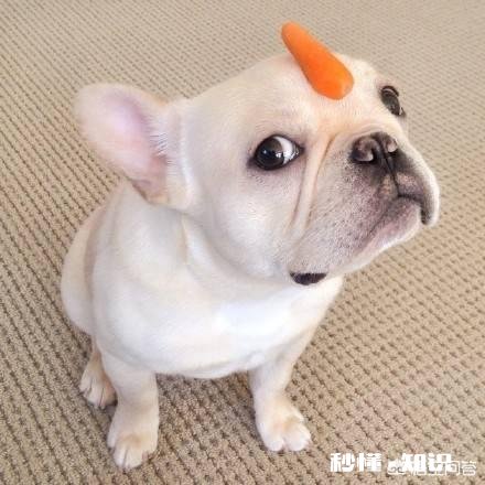 拍摄动物时，如何巧妙的运用室外自然光呈现动物之美