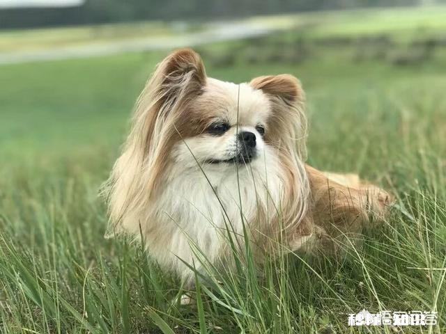 拍摄动物时，如何巧妙的运用室外自然光呈现动物之美