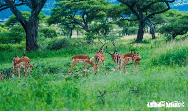 拍摄动物时，如何巧妙的运用室外自然光呈现动物之美