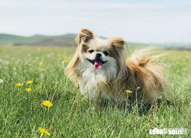 拍摄动物时，如何巧妙的运用室外自然光呈现动物之美