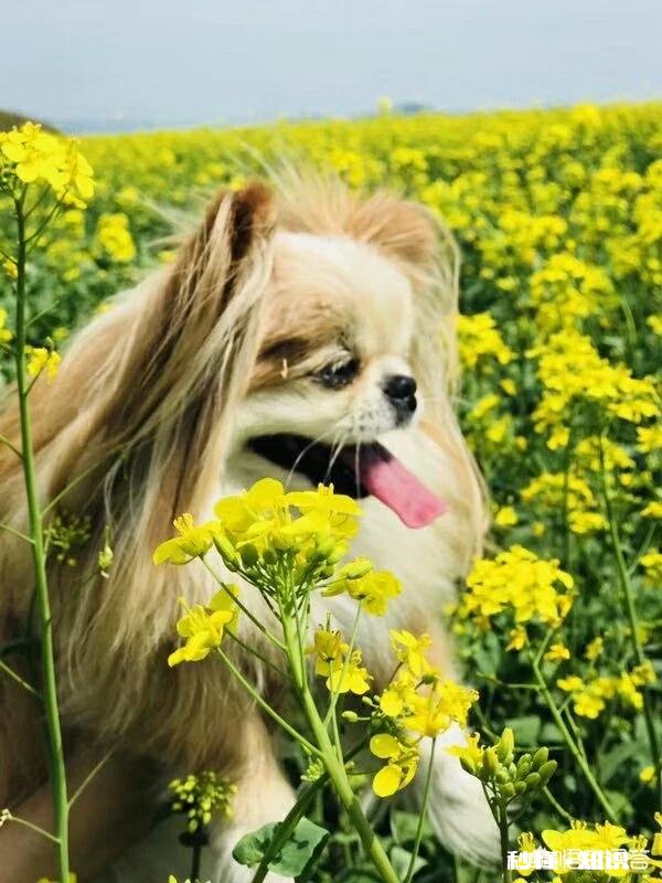 拍摄动物时，如何巧妙的运用室外自然光呈现动物之美