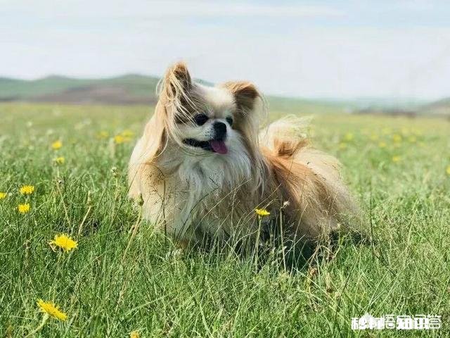 拍摄动物时，如何巧妙的运用室外自然光呈现动物之美
