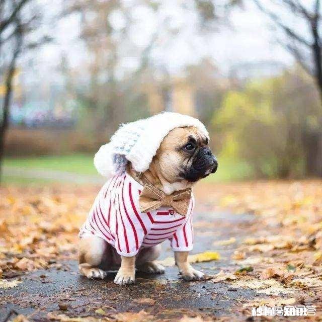 拍摄动物时，如何巧妙的运用室外自然光呈现动物之美