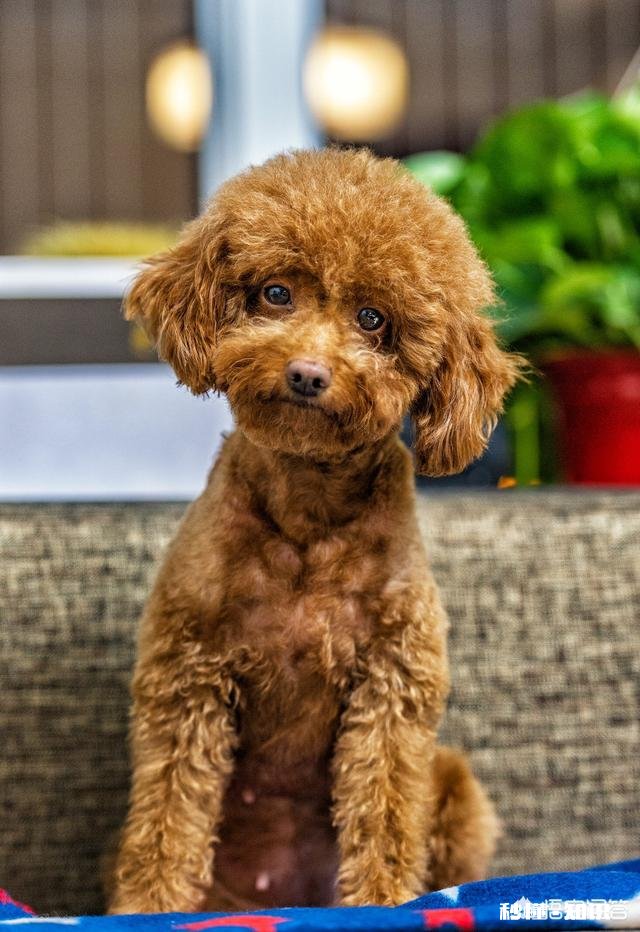 拍摄动物时，如何巧妙的运用室外自然光呈现动物之美