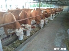 父母岁数大了，农村有三十亩地，养几头繁殖母派以吗