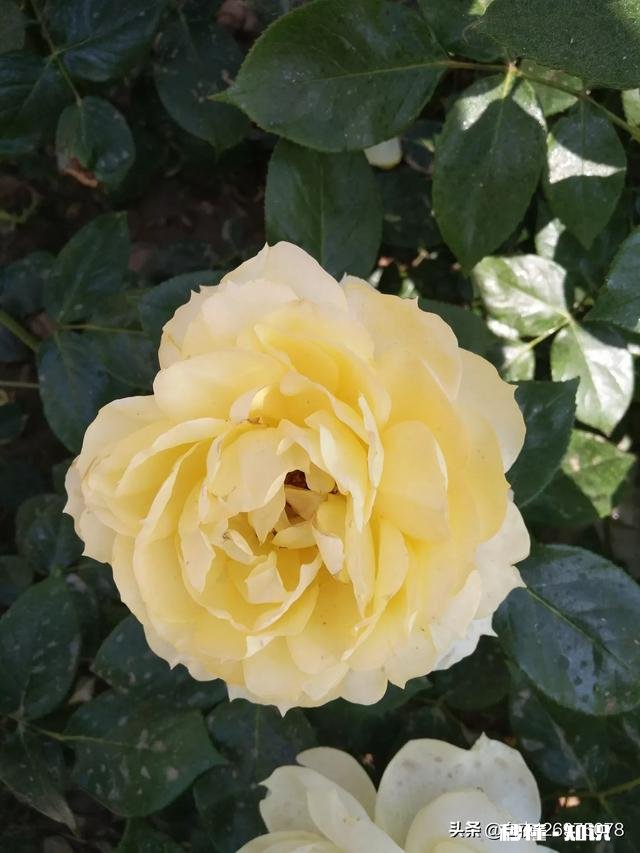 感情受伤的女人或男人中的部分人，为什么会因此成为精神病患者