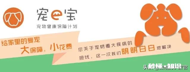 现在的宠物医疗保险怎么样,有哪些推荐