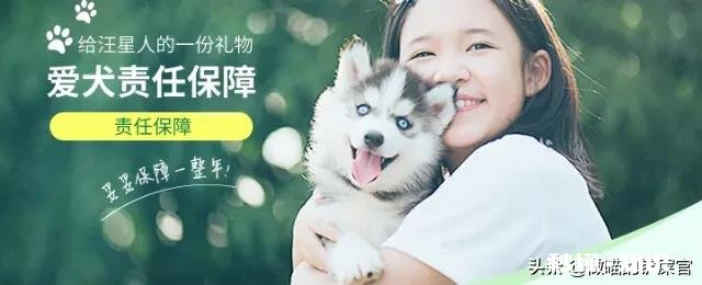 现在的宠物医疗保险怎么样,有哪些推荐