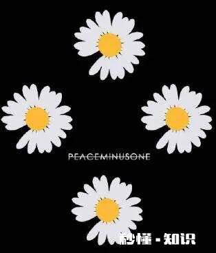 为什么今年流行小雏菊有什么背景吗