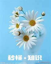 为什么今年流行小雏菊有什么背景吗