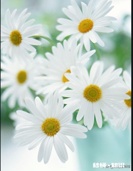 为什么今年流行小雏菊有什么背景吗