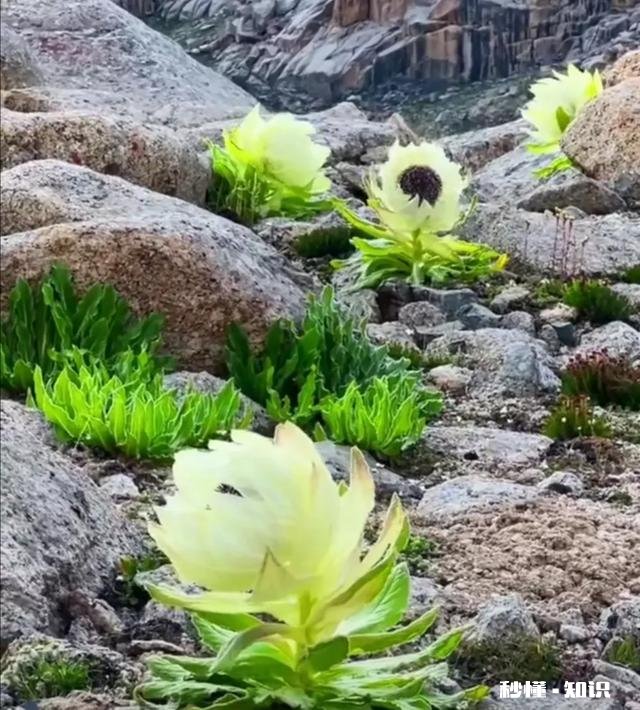 上联：知我者谓我心忧，如何对下联