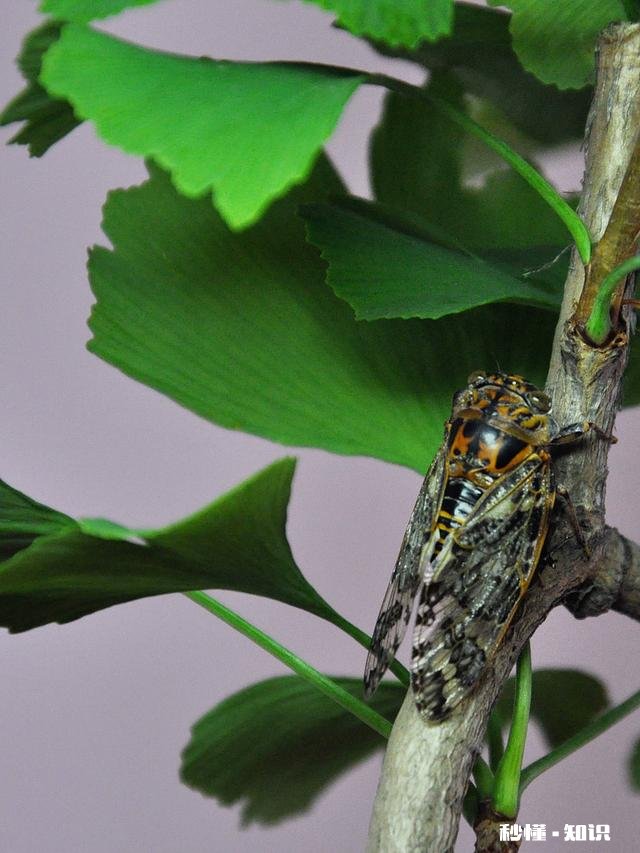 《四圣心源》看不懂怎么办