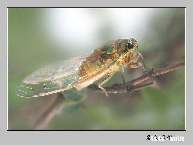 《四圣心源》看不懂怎么办