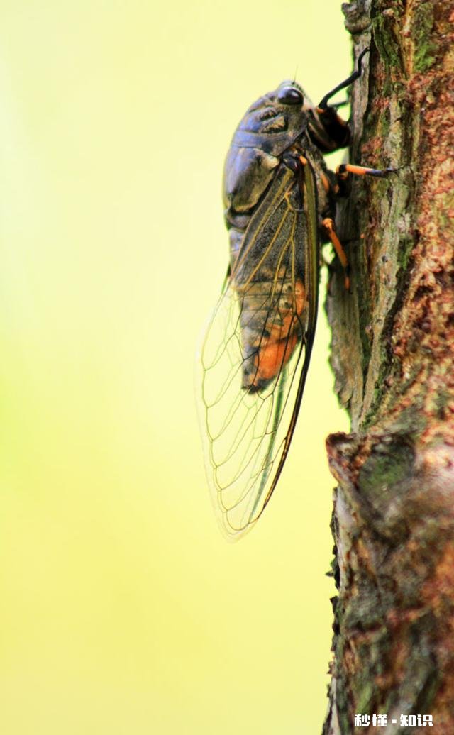《四圣心源》看不懂怎么办