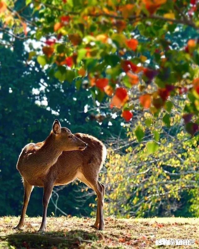 蒙古东北处于同一纬度都是低温地区，为什么东北人口繁密，而蒙古却并没有那么多人