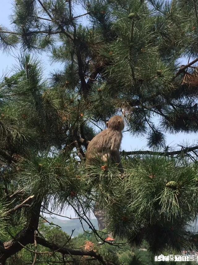蒙古东北处于同一纬度都是低温地区，为什么东北人口繁密，而蒙古却并没有那么多人