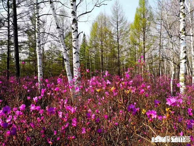 蒙古东北处于同一纬度都是低温地区，为什么东北人口繁密，而蒙古却并没有那么多人