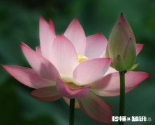 男55岁补交职工养老保险合算吗