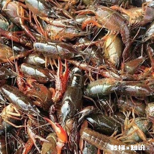 大家各地现在小龙虾长多大了