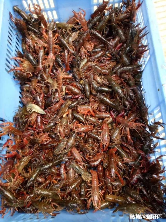大家各地现在小龙虾长多大了