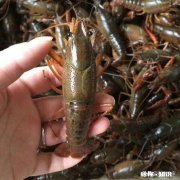 大家各地现在小龙虾长多大了