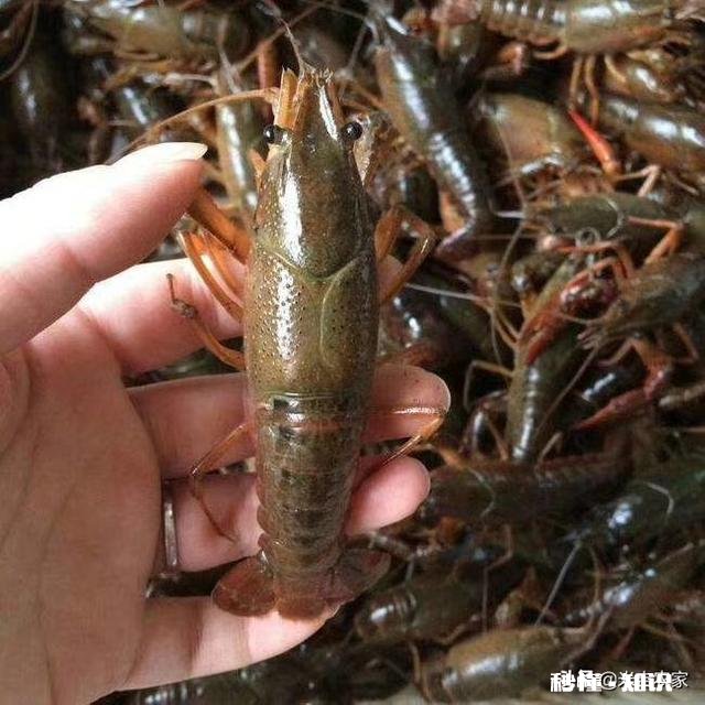 大家各地现在小龙虾长多大了