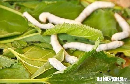 农村养蚕很赚钱，环境和饲料对蚕的生长会产生哪些影响