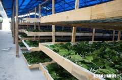 农村养蚕很赚钱，环境和饲料对蚕的生长会产生哪些影响