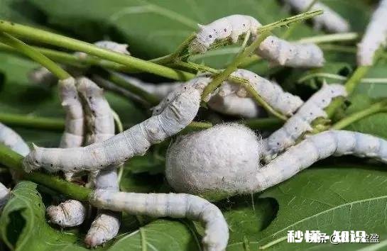 农村养蚕很赚钱，环境和饲料对蚕的生长会产生哪些影响