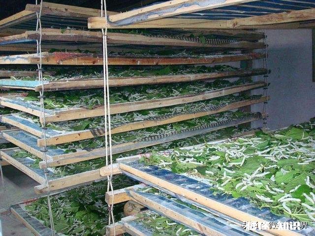 农村养蚕很赚钱，环境和饲料对蚕的生长会产生哪些影响