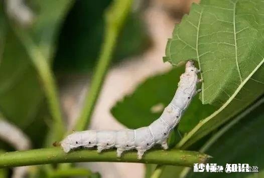 农村养蚕很赚钱，环境和饲料对蚕的生长会产生哪些影响