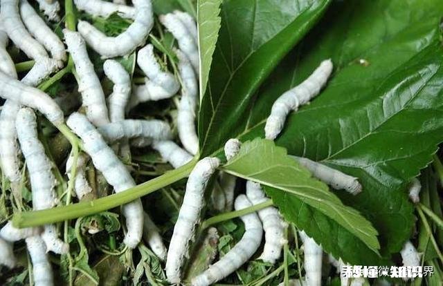 农村养蚕很赚钱，环境和饲料对蚕的生长会产生哪些影响