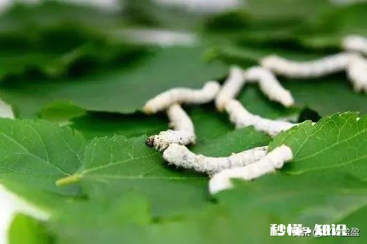 农村养蚕很赚钱，环境和饲料对蚕的生长会产生哪些影响