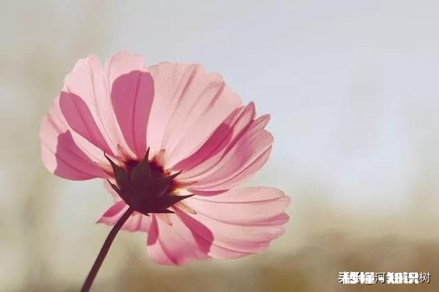 赡养85岁失能父母，子女累了，怎么办