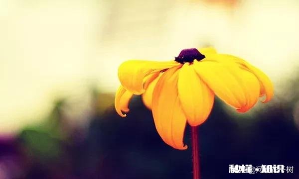 赡养85岁失能父母，子女累了，怎么办