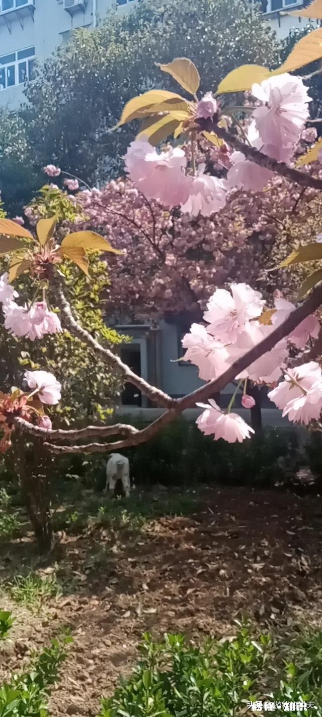 问为什么报道中有那么多的人会得抑郁自杀呢