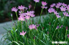 有人说患了癌症的人做手术化疗会死得快，你怎么看如果只吃药行吗