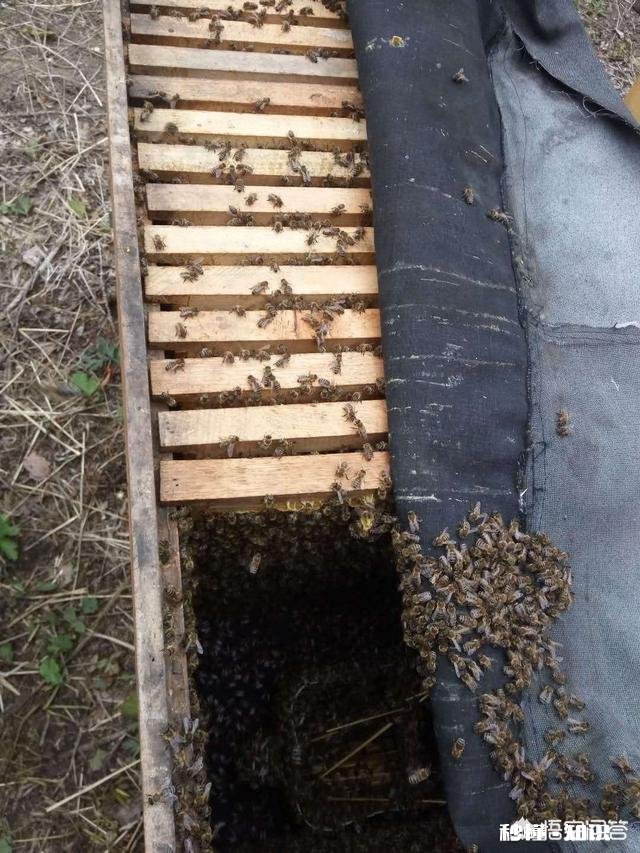 小牛断奶后长着长着脚变形了是什么原因